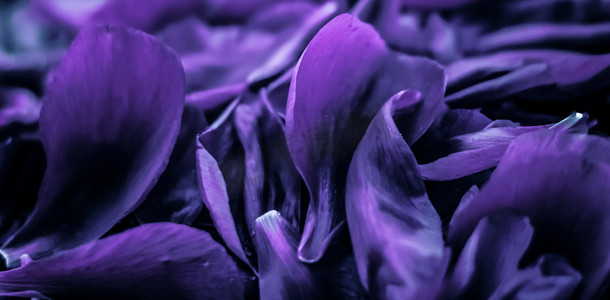 抽象花卉假日艺术背景、梦想花园中的紫色盛开花瓣以及豪华水疗品牌和婚礼邀请设计的自然之美