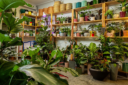 温室图片摄影照片_一家花店的图片，里面有异国情调的盆栽植物。