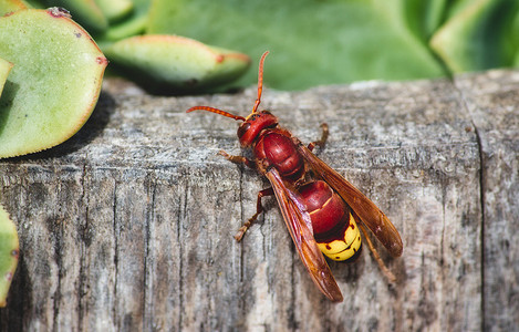 红色东方大黄蜂 (Vespa orientalis) 的特写