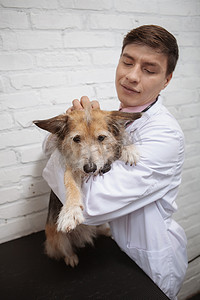 兽医诊所可爱的混种收容所狗