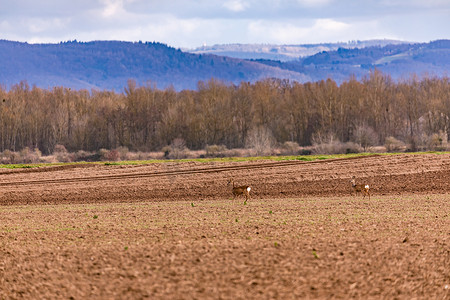 共存摄影照片_鹿等野生动物也在人们的田野里漫步