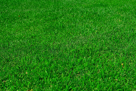 黑茶园区摄影照片_绿草坪，公园区的草，质地，背景