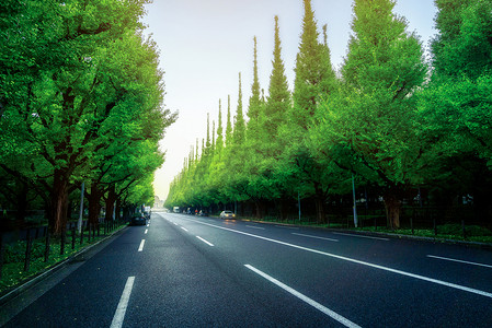 背景银杏摄影照片_美丽的道路，路边有树