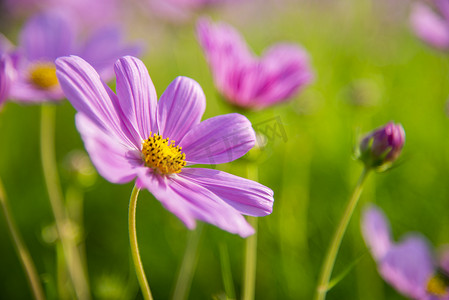 花园里的紫色波斯菊4