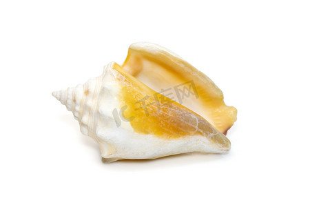 保温水杯水摄影照片_佛罗里达战斗海螺，是一种中型温水海螺，是海螺科的海洋腹足类软体动物，是在白色背景下分离的真正海螺。