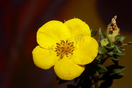 黄花开花特写植物背景大尺寸高品质印刷 Dasiphora fruticosa 家族 thymelaeaceae 墙海报