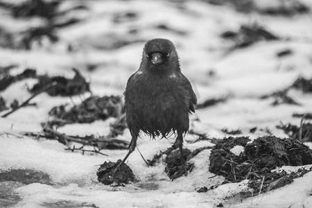 寒鸦（corvus monedula）