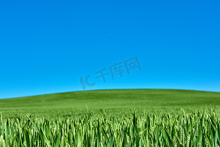 绿色的田野和蓝色的天空。
