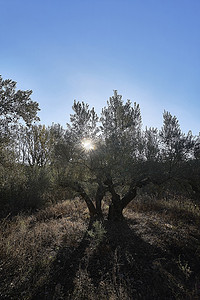 阳光出现在百年橄榄树之间。