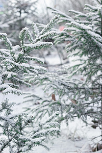 下雪花摄影照片_可爱的小圣诞树的冷杉树枝，第一场雪，冬天开始的风景，雪花下的针叶