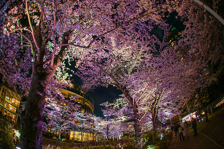 东京中城柏公园的夜樱花