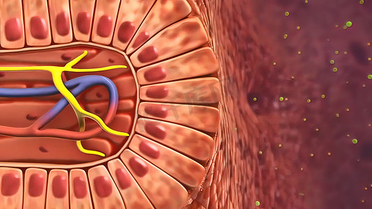 流感病毒摄影照片_消化系统-肠道清洁 3d
