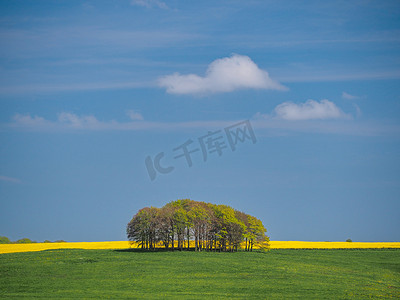 伯夫摄影照片_威尔特郡埃夫伯里的绿色田野、树木和黄色油菜籽的春天景色