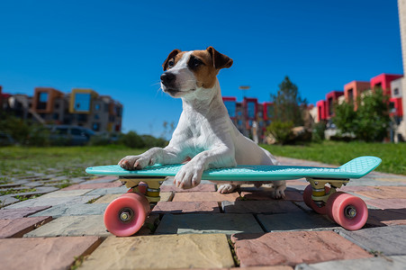 杰克罗素梗犬在炎热的夏日在户外骑滑板。