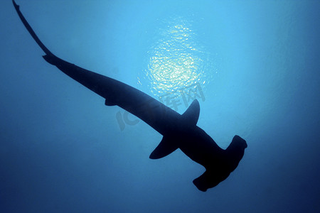 加拉帕戈斯摄影照片_双髻鲨，加拉帕戈斯国家公园，厄瓜多尔