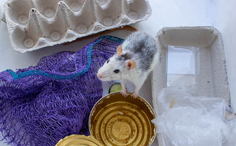 一只老鼠爬过垃圾 世界生态 垃圾分类 环境保护