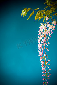 紫藤花卉摄影照片_美丽的春天开花的紫藤的分支，隔绝在蓝色