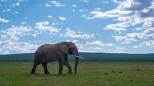 南非的大象，阿多大象公园的大象家族