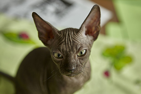斯芬克斯神像摄影照片_迷人的灰色斯芬克斯小猫在艺术工作室的桌子上漫步。