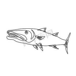 从侧面连续线图看梭鱼或 Cuda 掠食性射线鳍鱼