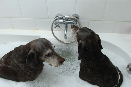 给狗洗澡摄影照片_给狗洗澡