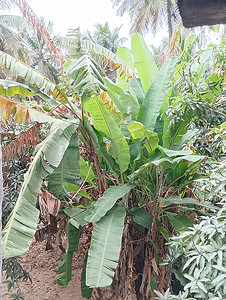 芒果树和椰子树包围的香蕉树群