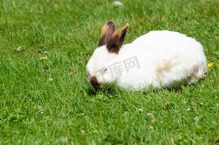 棕色鼻子的白色可爱兔子在草坪上吃草，毛茸茸的宠物，复活节兔子