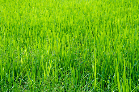 稻田里的杂草