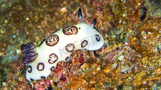 段塞摄影照片_海蛞蝓，蓝碧岛，印度尼西亚