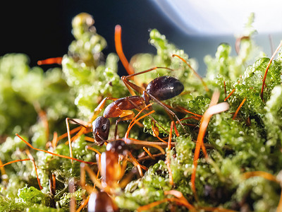 蚂蚁宏观照片在绿色青苔的。