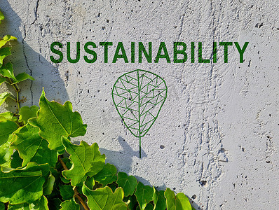 混凝土墙和绿色树枝上的词可持续性。