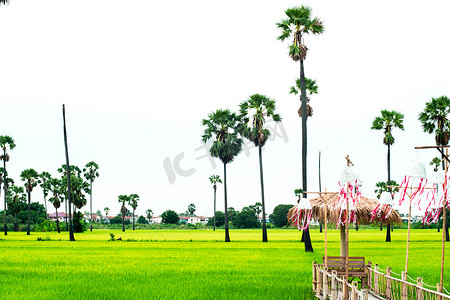 背景中的棕榈树和新鲜绿色稻田自然