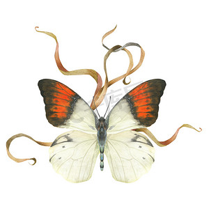 水彩昆虫摄影照片_水彩蝴蝶和植物的复古组合