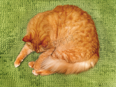 可爱的姜猫躺在绿色蓬松的浴室地毯上的顶视图。