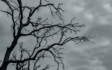 剪影死树上黑暗的戏剧性的天空和白云黑色