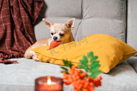 秋天的小狗摄影照片_有趣的小狗吉娃娃躺在沙发上和枕头上的格子室内。