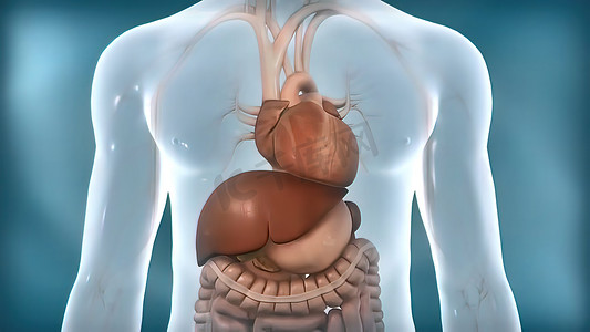 透明的男性内脏器官的肝脏功能。