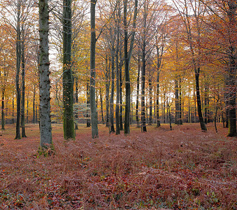 瑞典安静的树林中生长的秋季松树、冷杉或雪松树的景观。