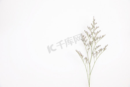 卡斯皮亚花小紫色花植物在顶视图的白色背景中被隔离