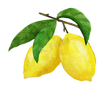 绿色元素海报摄影照片_水彩手绘插图，配有黄色成熟的地中海柠檬和绿色优雅的叶子。