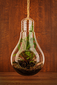 木质花盆摄影照片_木质背景下玻璃悬挂花盆中生长的优雅波士顿蕨类植物
