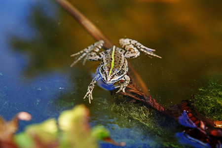 跳的青蛙摄影照片_池塘里的青蛙