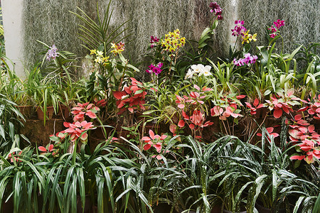 斯里兰卡康提佩拉德尼亚皇家植物园美丽多彩的花朵