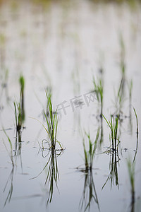 绿头稻在水上种植小麦