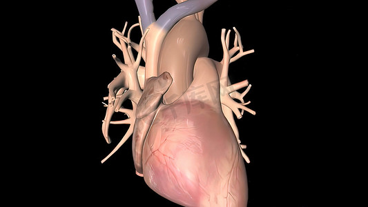 人体循环系统心跳解剖