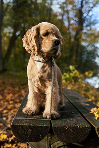 西班牙猎犬摄影照片_美国西班牙猎犬坐在木凳上。