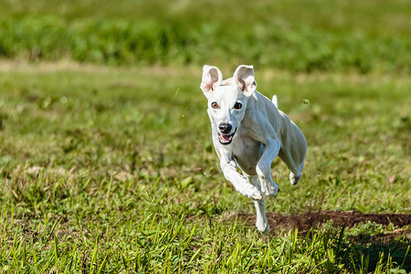 惠比特短跑狗在田野上奔跑和追逐