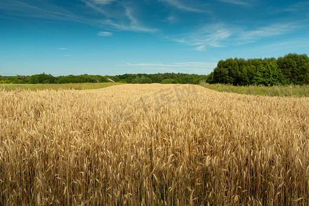 小黑麦领域、绿色森林和蓝天