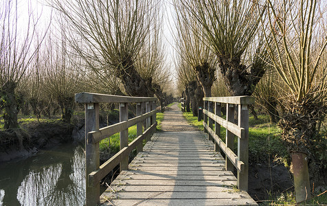 大自然中的木桥与柳树