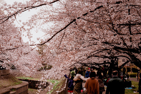 善福寺绿地公园的樱花和阴天